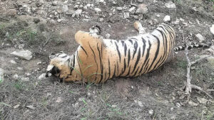 Act of revenge Three arrested for poisoning tigress 4 cubs in Karnataka