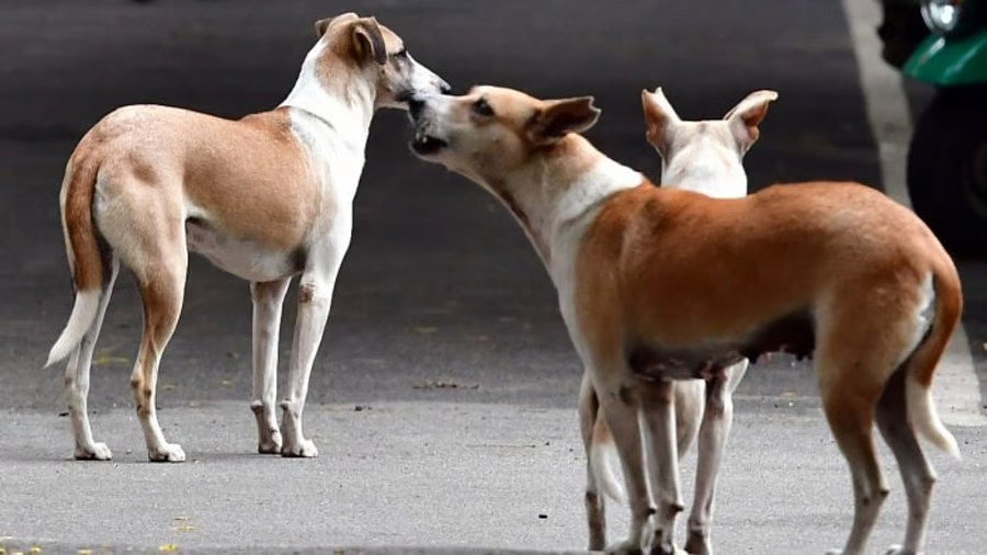 Five stray dogs found dead in Bengalurus KR Puram cops suspect poisoning