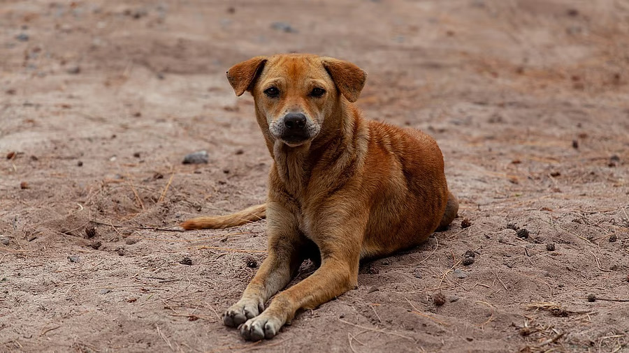 Woman in Bengaluru found living with highly decomposed pet dogs corpse for days
