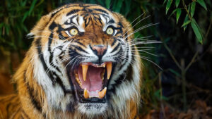 Woman killed in tiger attack 2nd death in 9 days