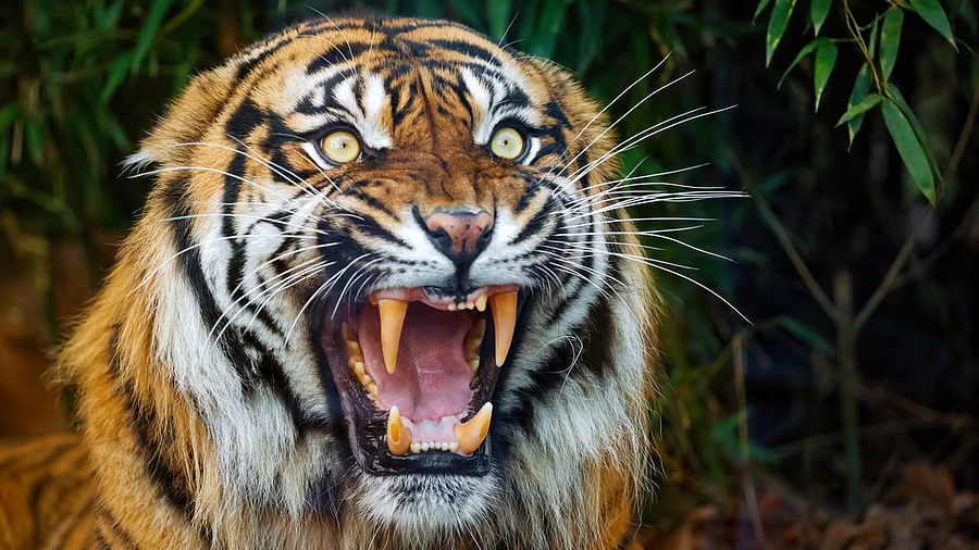 Woman killed in tiger attack 2nd death in 9 days