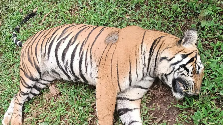 Tigress found dead in Karnatakas Bhadra Tiger Reserve