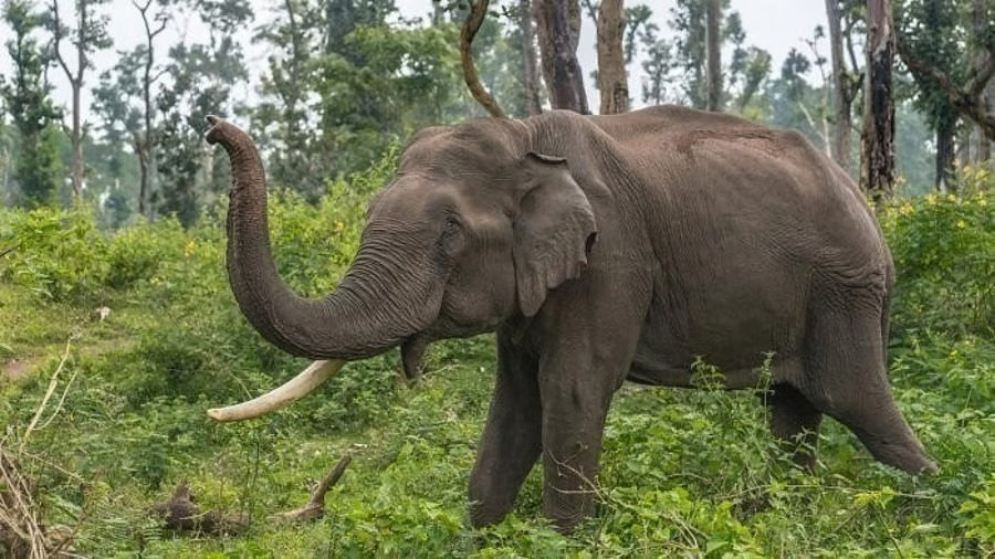 Female elephant drowns in Cauvery in Meenukolli reserve forest