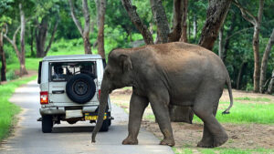 Activists move Supreme Court over shrinkage of Bannerghatta buffer zone