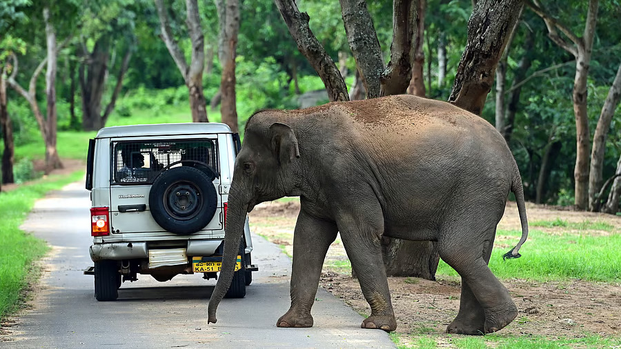 Activists move Supreme Court over shrinkage of Bannerghatta buffer zone