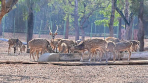 After death of 4 spotted deer treating rest uphill task for Davangere zoo