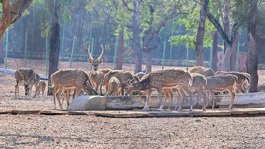 After death of 4 spotted deer treating rest uphill task for Davangere zoo