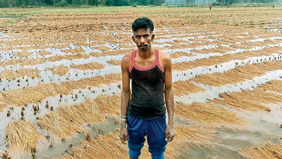 Heavy unseasonal rain destroys paddy crop in Karnatakas Malavalli taluk