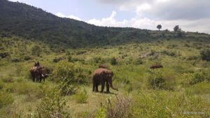 Animal population rising but forests have decreased in Karnataka Eshwar Khandre