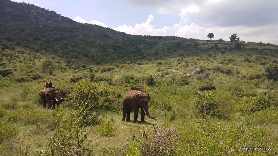 Animal population rising but forests have decreased in Karnataka Eshwar Khandre