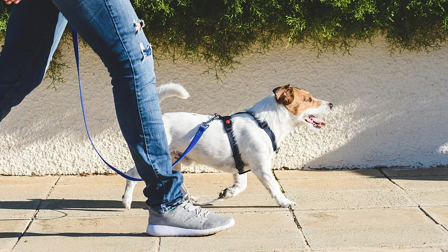 Argument over dog walk in apartment complex in Bengaluru escalates into scuffle FIRs filed