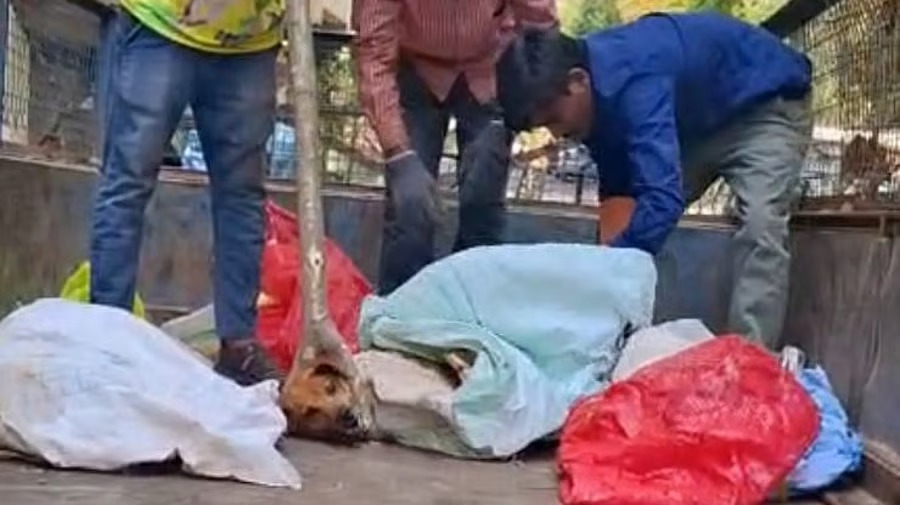 Bengaluru Video of dogs tied dumped into truck sparks outrage