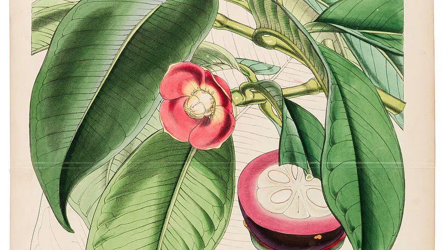 Exhibition of British era botanical surveys