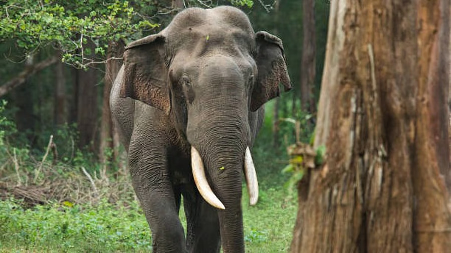 Karnataka 55-year-old woman trampled to death by wild elephant in Kodagu